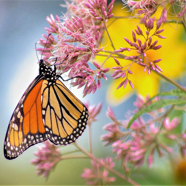 Pollinator Booster w/Milkweed - Revive Outdoors