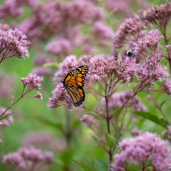 Monarch Madness 2.0 - Revive Outdoors