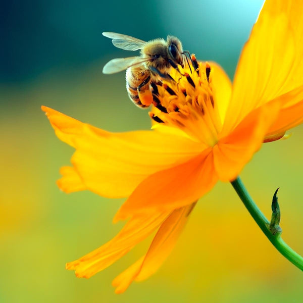 Pollinator Booster 2.0 - Revive Outdoors