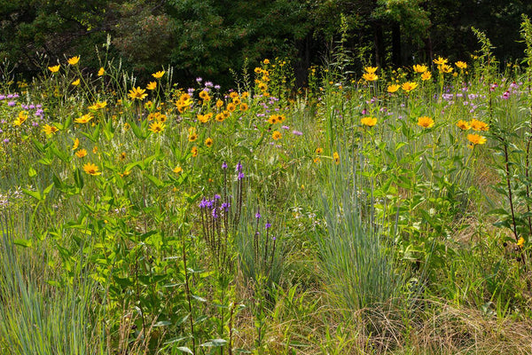 Quail & Pheasant Oasis - Revive Outdoors