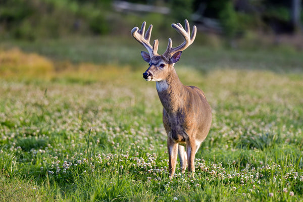 Game Over Clover - Revive Outdoors