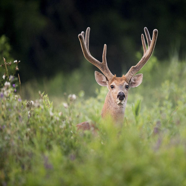 Browse Plot - Revive Outdoors