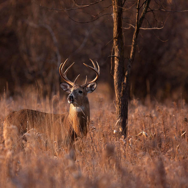 Edge Feather - Revive Outdoors
