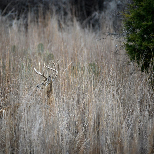 Edge Feather - Revive Outdoors