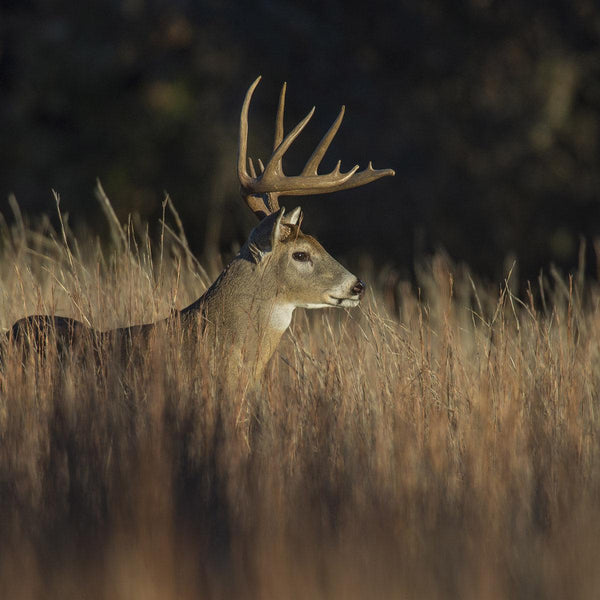 Edge Feather - Revive Outdoors