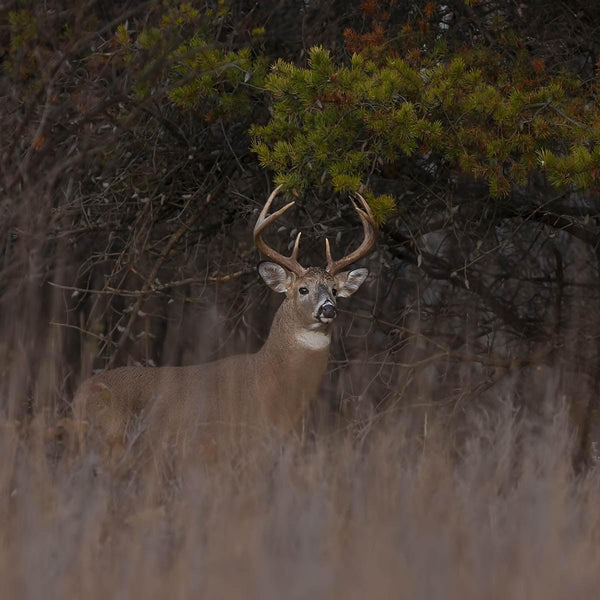 Edge Feather - Revive Outdoors