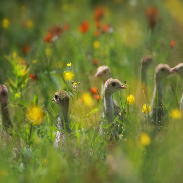 Game Bird Nesting Cover - Revive Outdoors