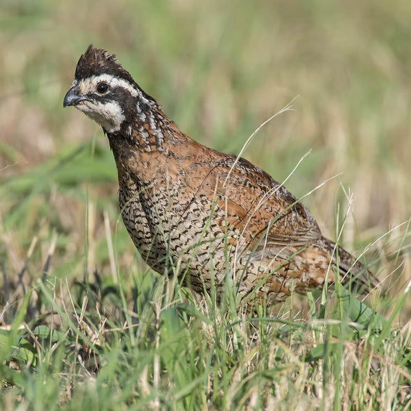 Game Bird Nesting Cover - Revive Outdoors