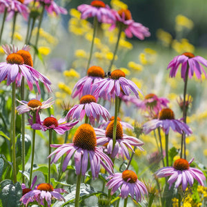 PlantYourLegacy Spotlight - Purple Coneflower