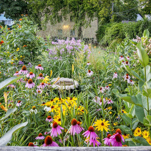 Your Guide To Gardening With Native Plants