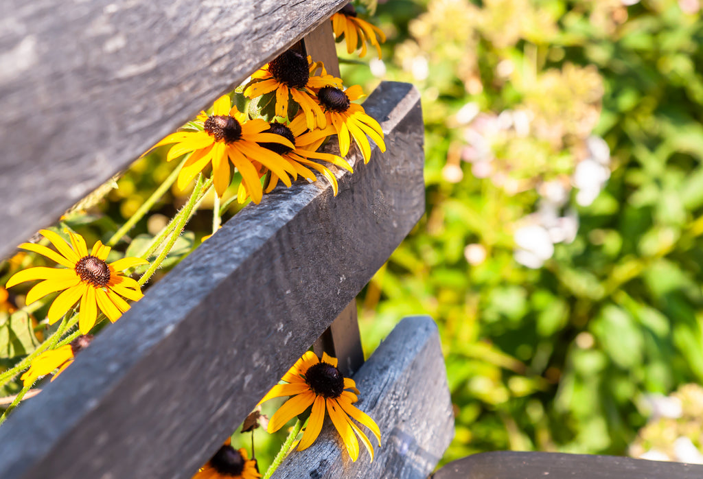 PlantYourLegacy Spotlight - Black-Eyed Susan