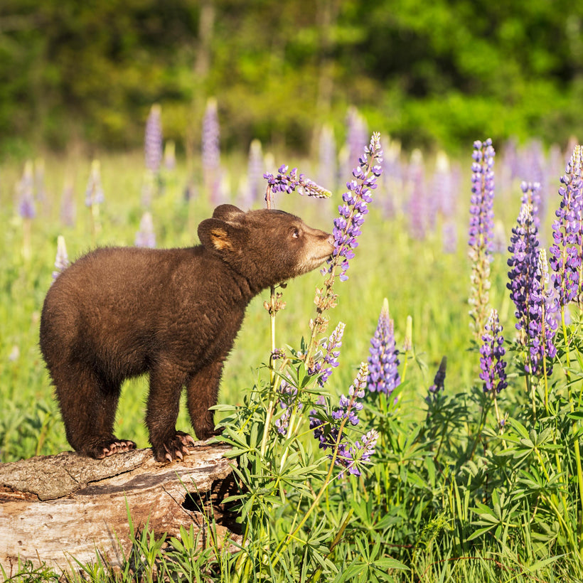 Wildlife Seed Mixes