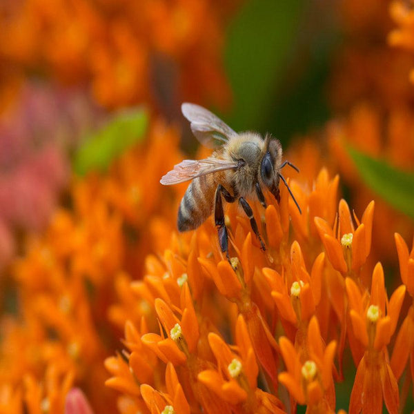 Pollinator Booster w/Milkweed - Revive Outdoors