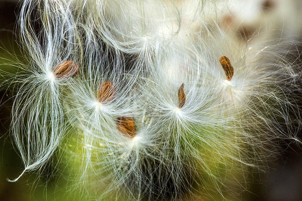 Milkweed Seeds! - Revive Outdoors