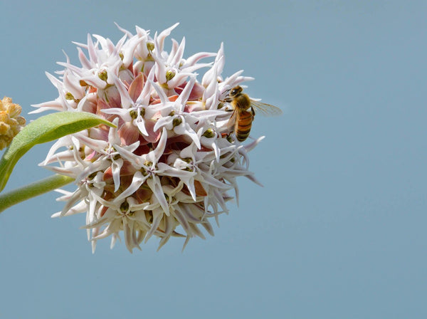 Milkweed Seeds! - Revive Outdoors