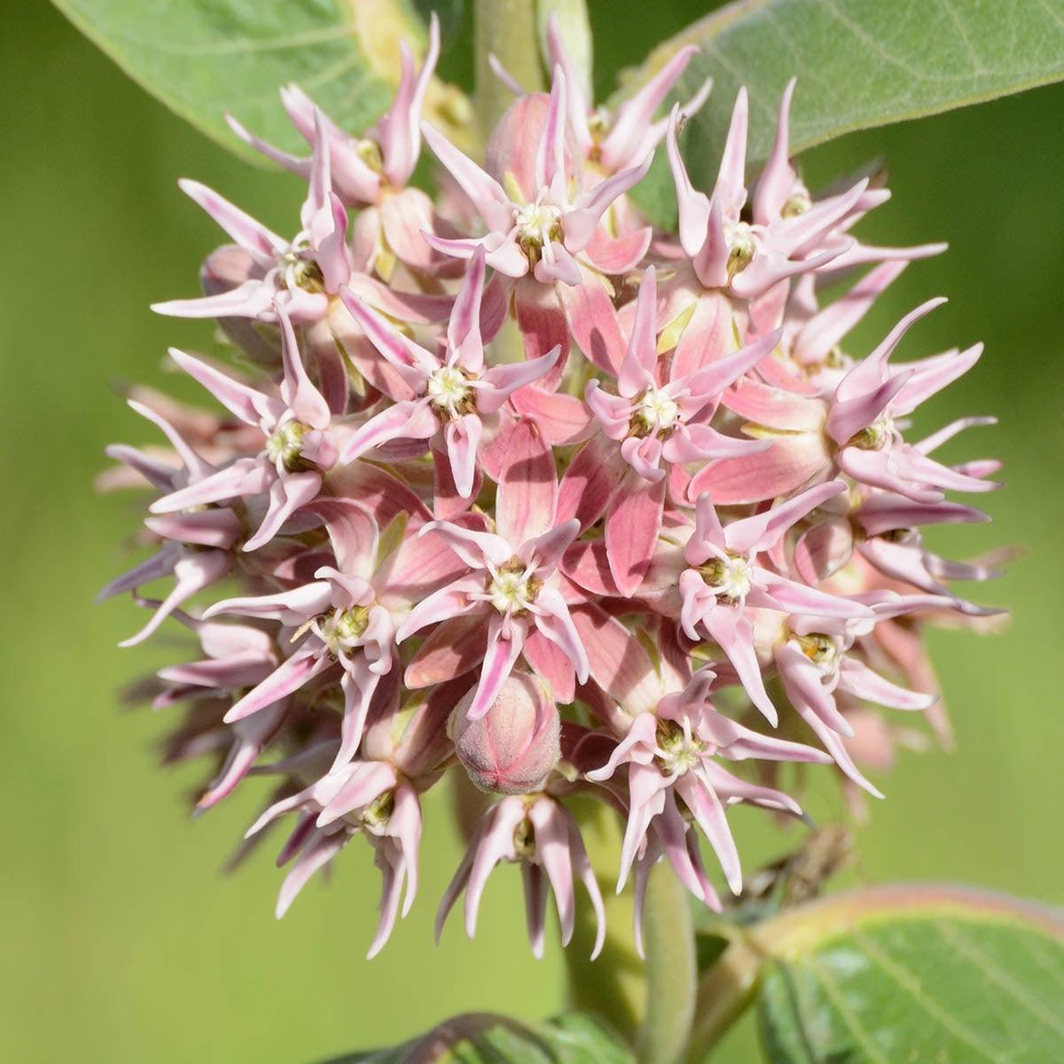 Milkweed Seeds! - Revive Outdoors