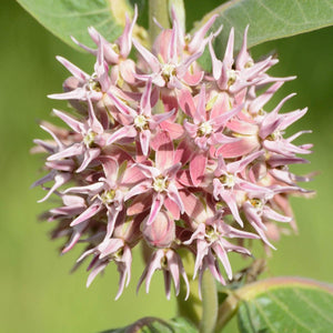 Milkweed Seeds! - Revive Outdoors