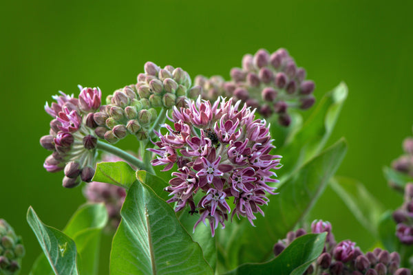 Milkweed Seeds! - Revive Outdoors