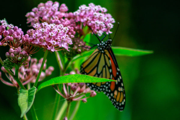 Milkweed Seeds! - Revive Outdoors