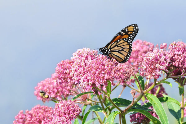 Milkweed Seeds! - Revive Outdoors