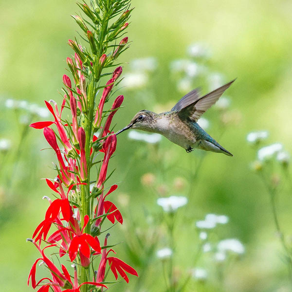 Hummingbird Haven - Revive Outdoors