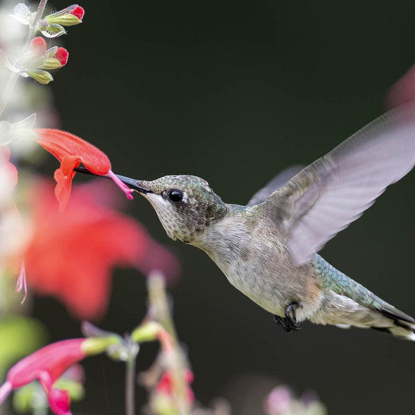 Hummingbird Haven - Revive Outdoors